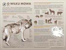 O wilku mowa - sprawdź co wiesz o największym europejskim przedstawicielu rodziny psowatych (infografiki + film)